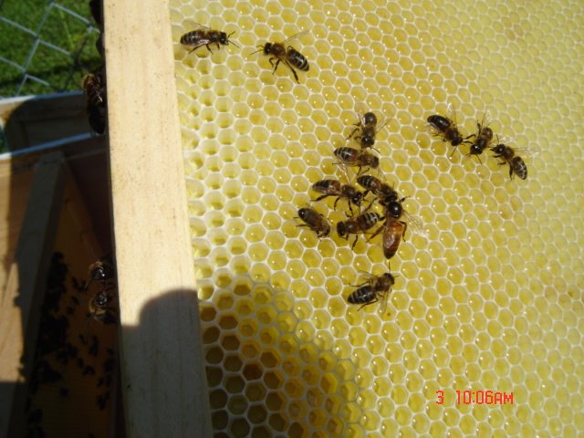 [bees+013.jpg]