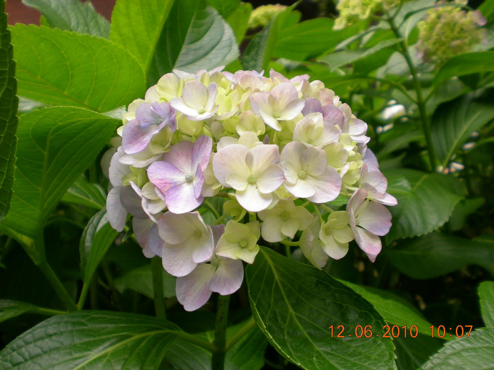 lihatlah dengan mata hati: bunga-bunga kehidupan...