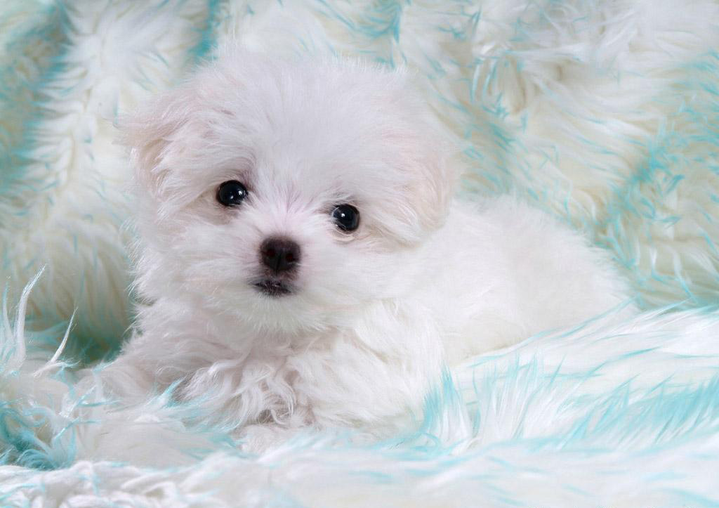 ` really very cUte :: white puppies ` ~ Seductive Girl