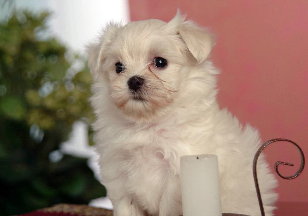 soccer and beauty: ` really very cUte :: white puppies