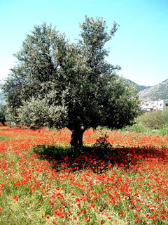 photography Israeli art magen David