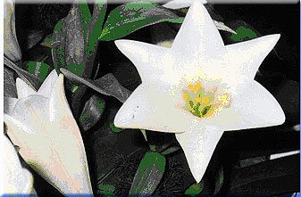White Lily magen david