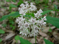 Four-leaf Milkweed