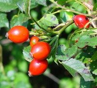 [yabangulu-kusburnu.jpg]