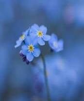 [Unutmabeni+Çiçeği.jpg]