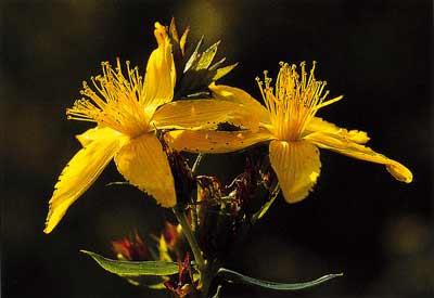 [kantoron+yağı.jpg]