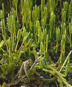 [Kurtpençesi+Otu.jpg]