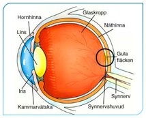 [Makula+Dejenerasyonu+1.jpg]