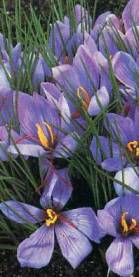 [safran-bitkisi.jpg]