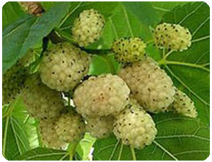 [Dut+ve+Dutun+Faydaları.jpg]