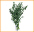 [dereotu-ibrahim-saracoglu.jpg]