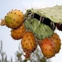 [Dikenli+incir-kaktus+meyvesi.jpg]