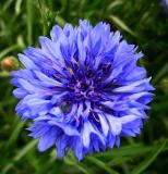 [Peygamberçiçeği+-Mavi+Kantaron.jpg]