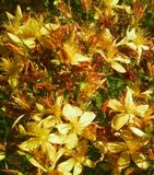 [Kılıçotu-Sarıkantaron.jpg]