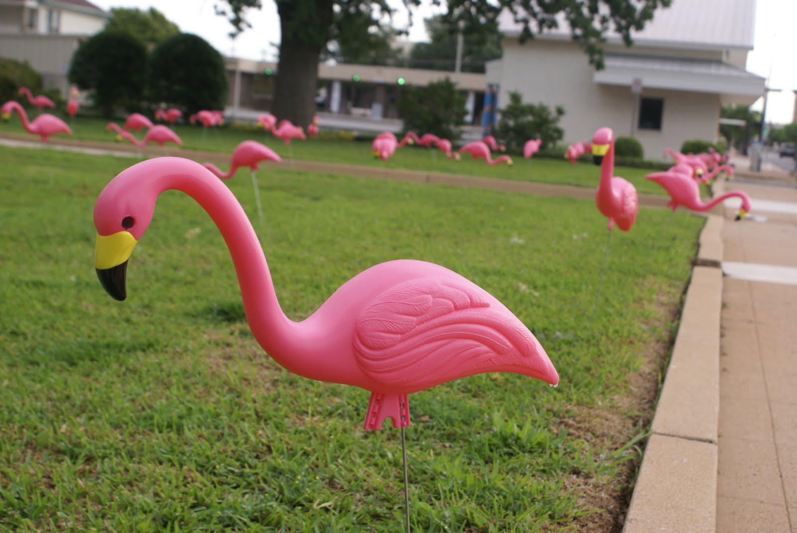Tales of Wanderlust Flamingos in the Front Yard