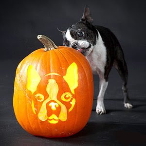 Dog Breed Jack-O-Lanterns