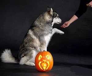 dog breed jack-o-lanterns
