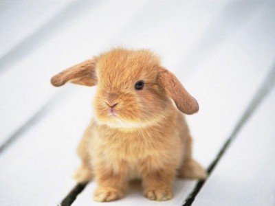 [cute_rabbit5.jpg]