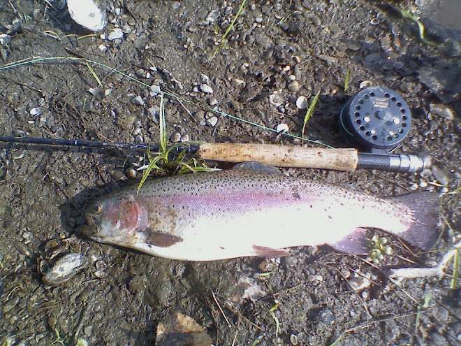 Biggest trout yet this year.