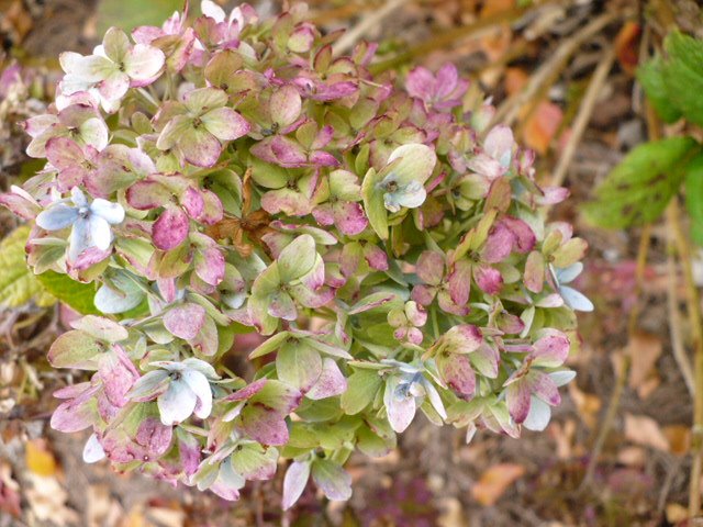 [hydrangea.JPG]
