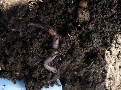 worm in compost