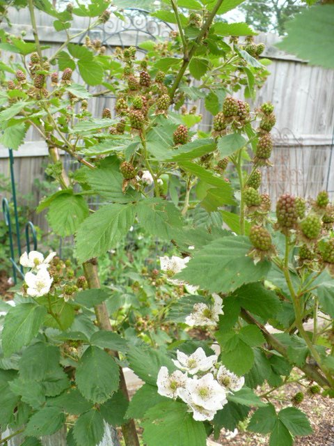 [blackberries.JPG]
