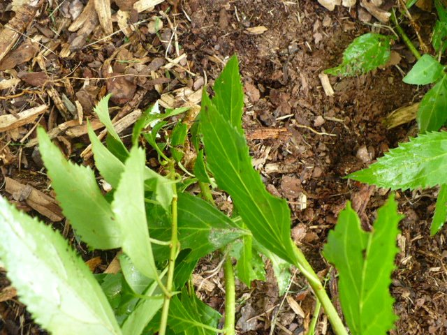 [forsythiadetached.JPG]