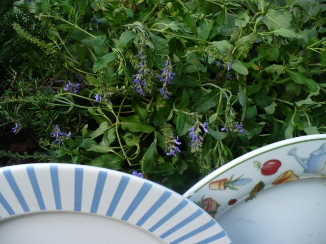 [plateborder3+007.JPG]