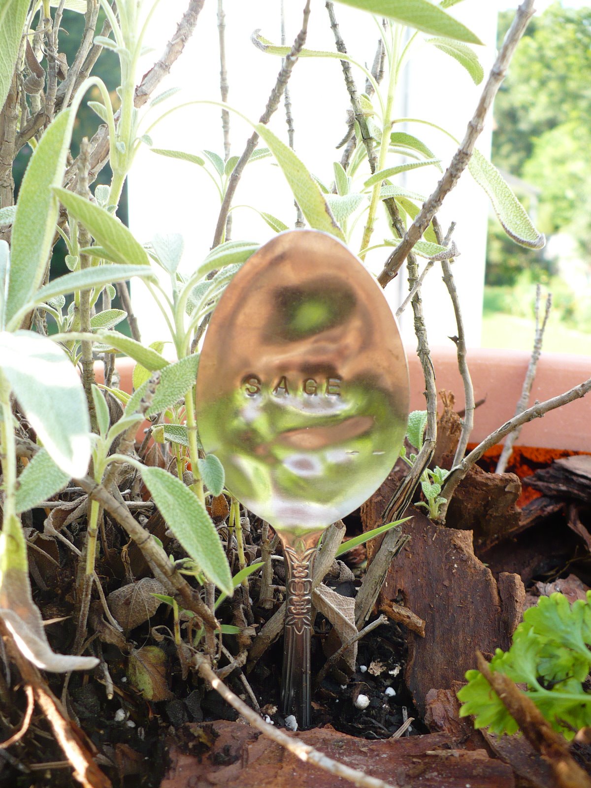 [sage.JPG]