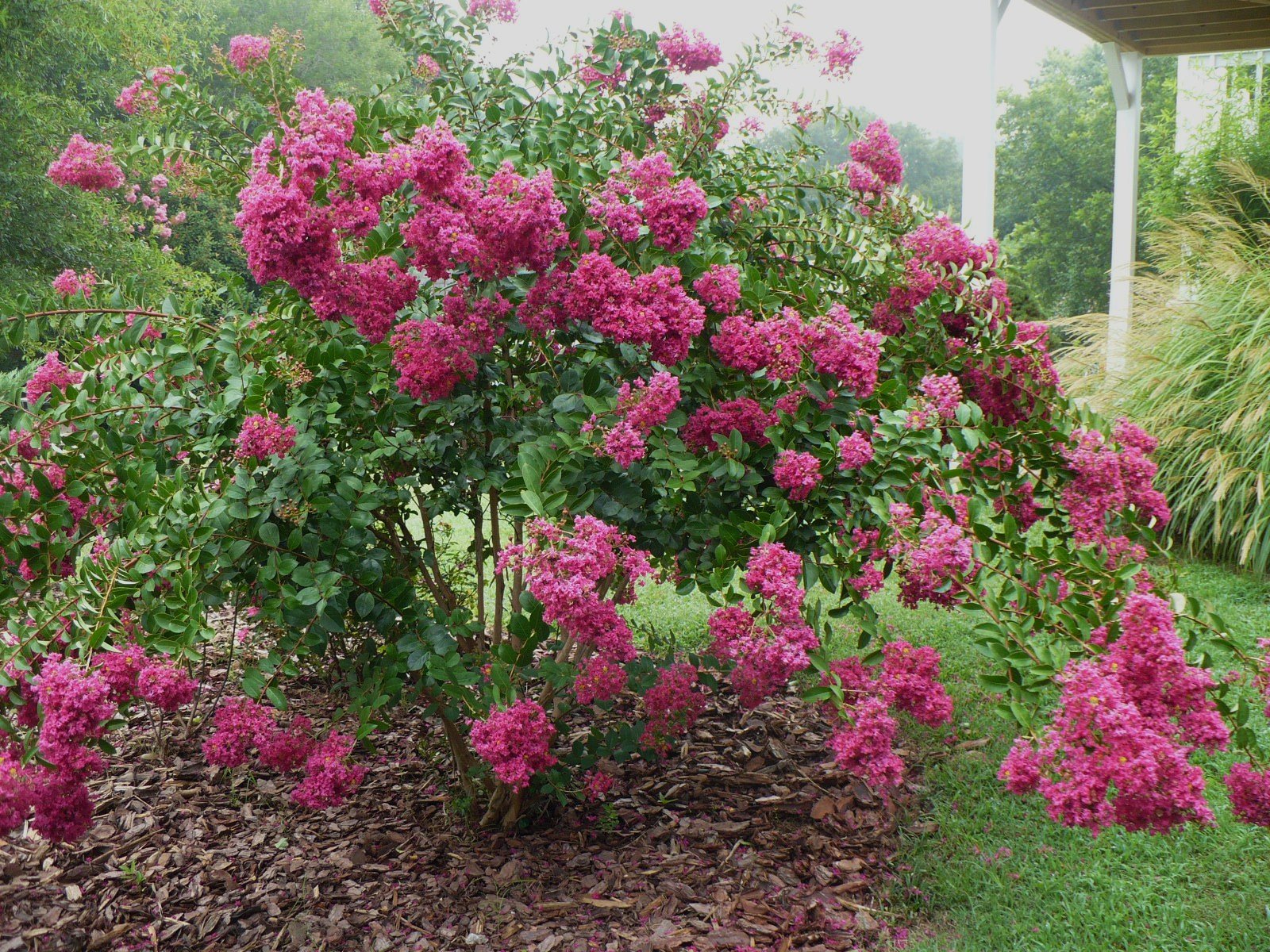 [crepemyrtle.JPG]