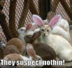 find the imposter!
