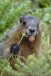 Photo of a groundhog munching on a flower.