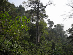 MEGA ARBRE