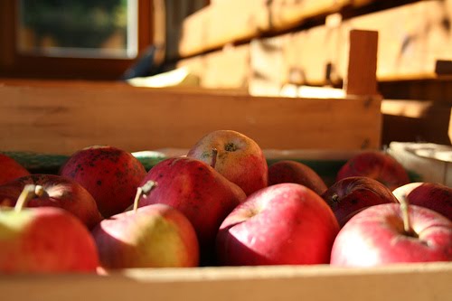 [apples.jpg]
