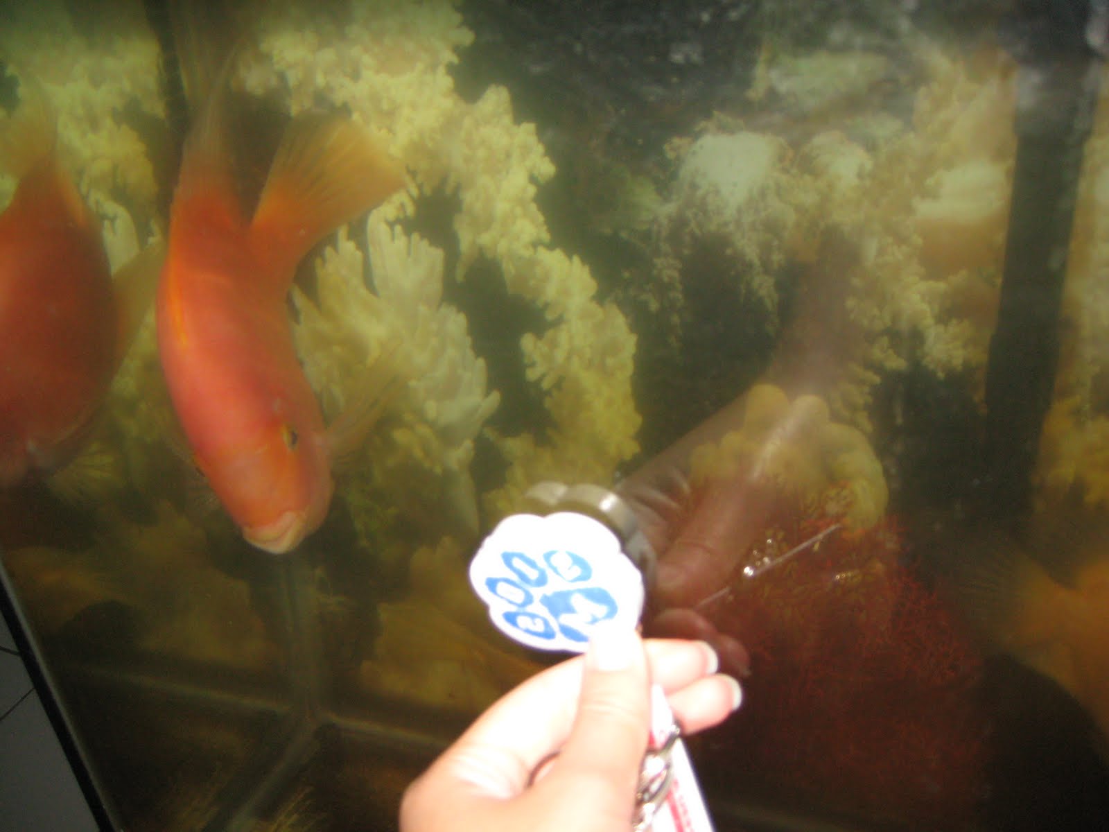 What Chambered Heart Does A Fish Have
