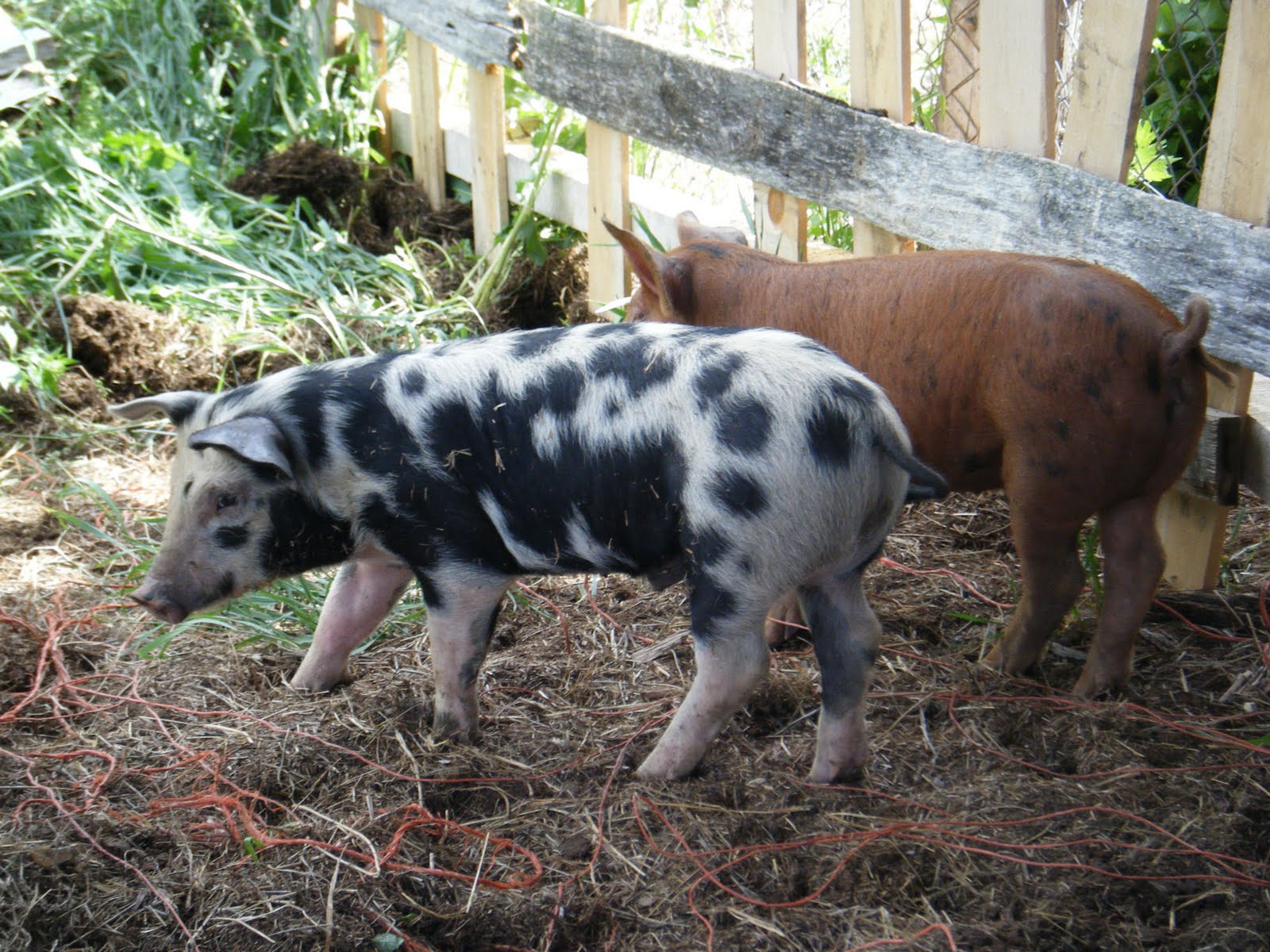 functional-farm-unleashed-pig-pen-construction-step-2