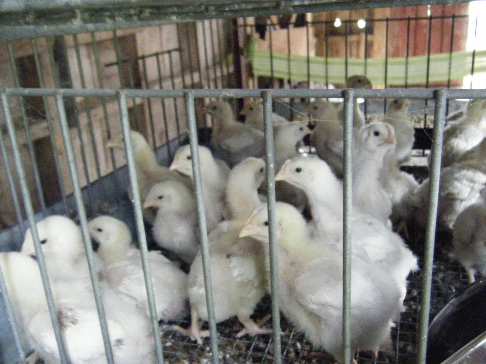 functional-farm-unleashed-pig-pen-construction-step-2