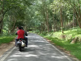 Bike parked on a winding road inside the BR Hills forest
