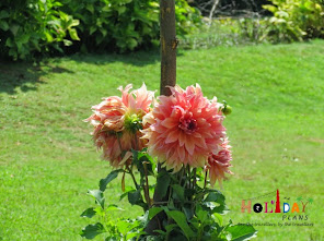 Flowers at Nishat bagh Flowers at Nishat bagh