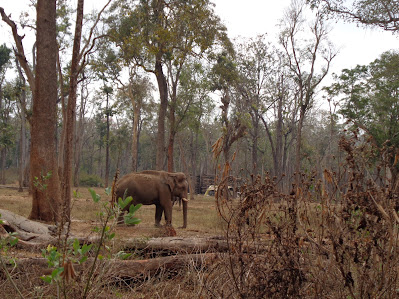 An elephant spotting in the forests near gonigoppal lifted our spirits