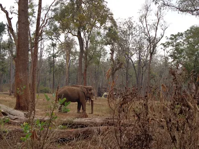 An elephant spotting in the forests near gonigoppal lifted our spirits