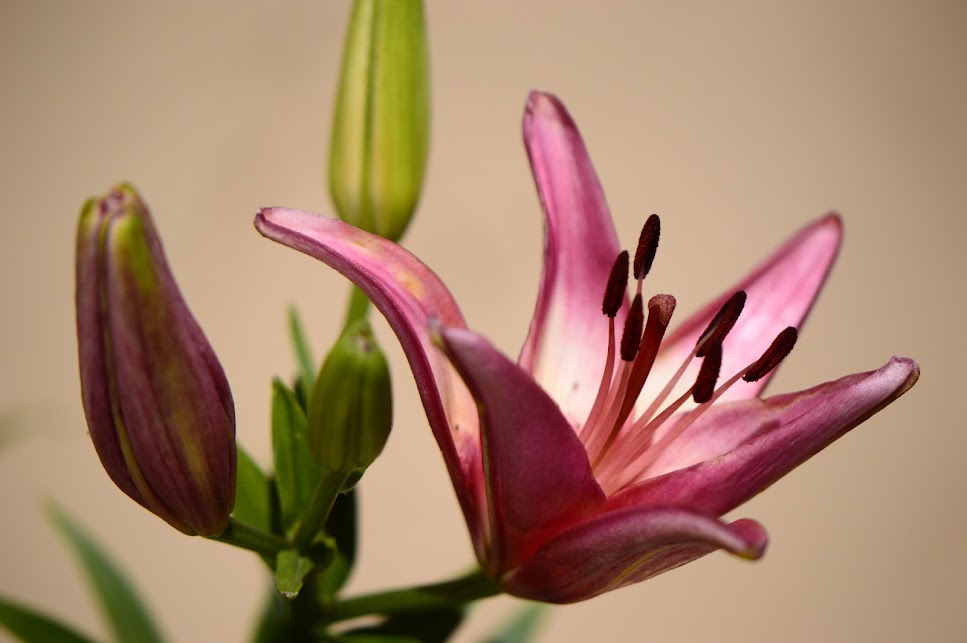 Asiatic lily, McClure and Zimmerman bulbs