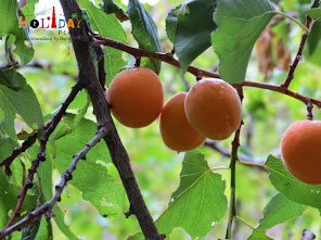 Fresh and juicy apricots Fresh and juicy apricots in dah village