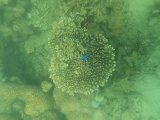 pambato reef